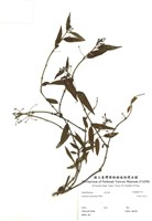 藏品(阿里山忍冬)的圖片